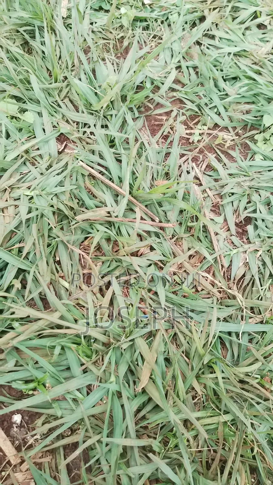 Paspulum Lawn Grass