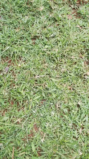 Compound Lawn Grass