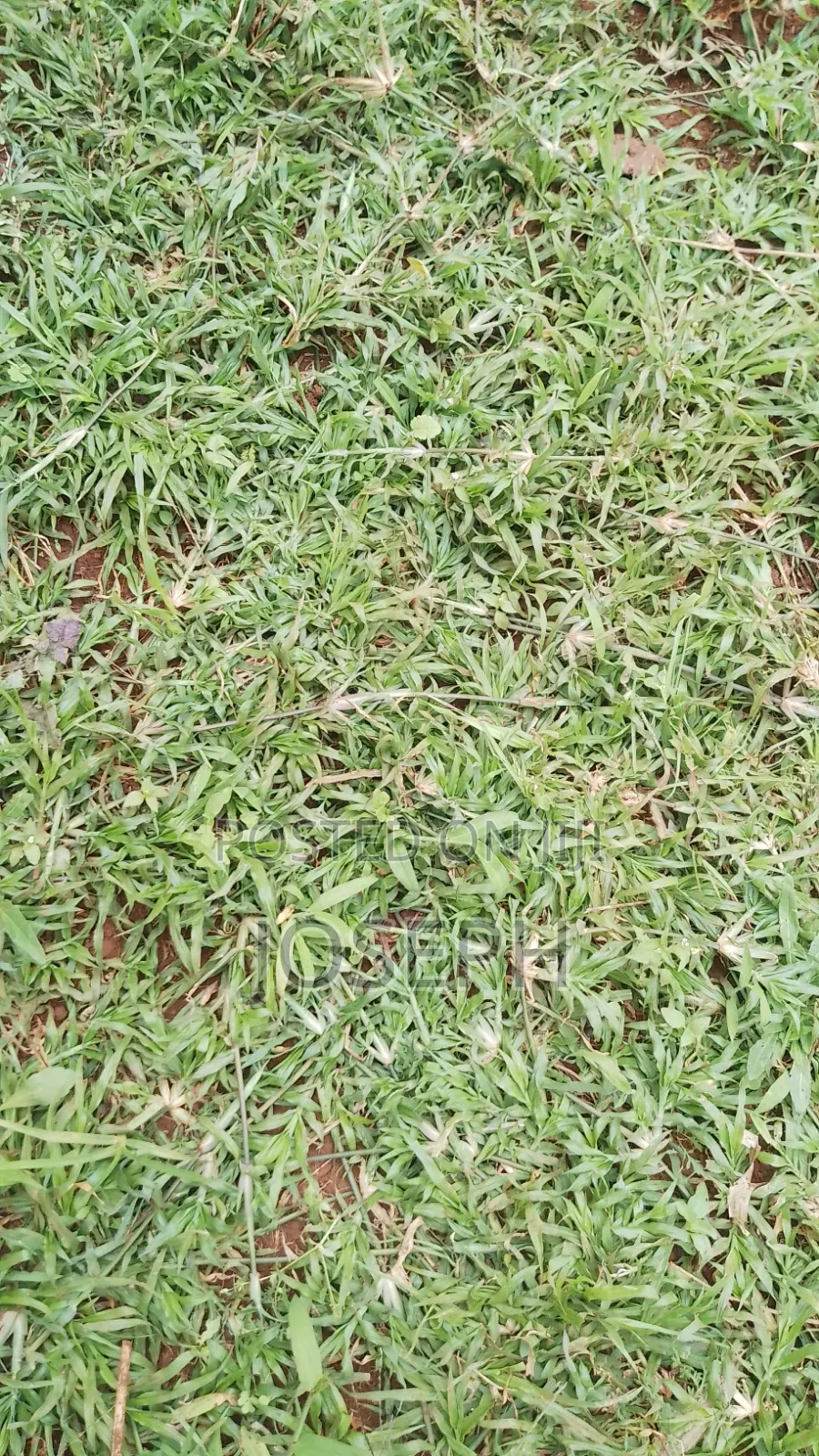 Compound Lawn Grass