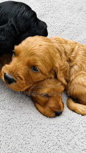 1-3 months Male Purebred Cockapoo