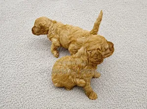 1-3 months Female Purebred Poodle