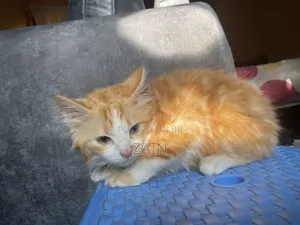 1-3 months Male Purebred Maine Coon