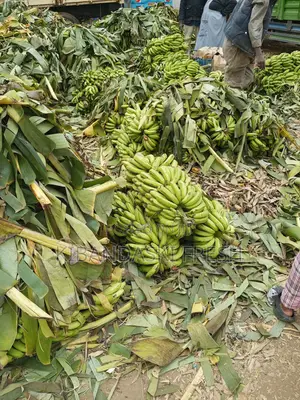 Green Bananas