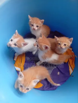 1-3 months Male Purebred American Curl