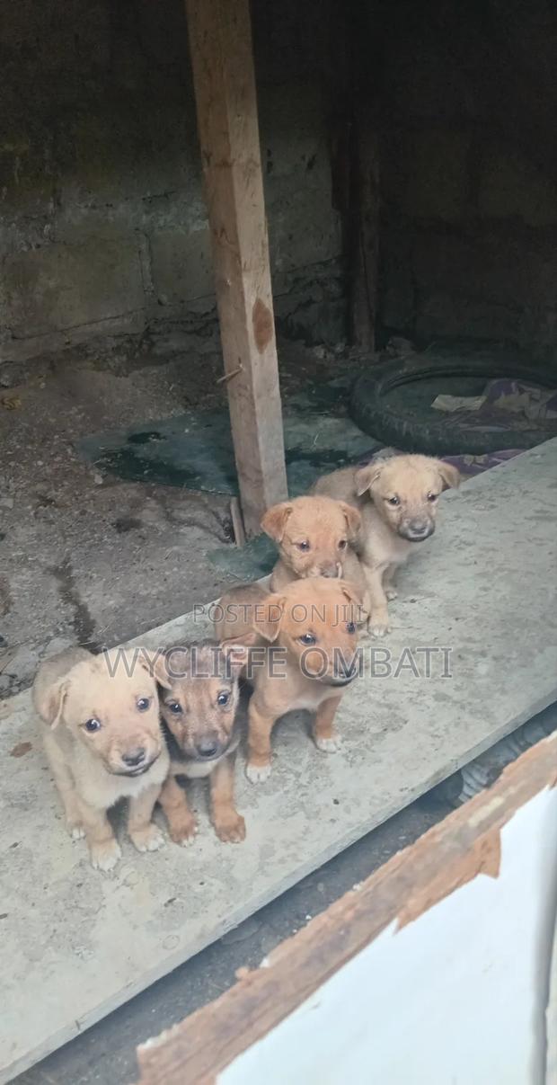 1-3 months Male Mixed Breed Canaan - main view