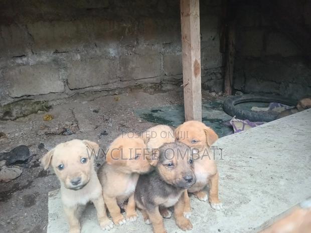 1-3 months Male Mixed Breed Canaan - thumbnail 2
