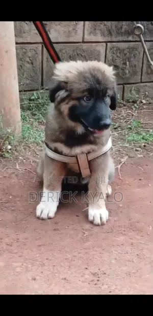 1-3 months Male Purebred Caucasian Shepherd