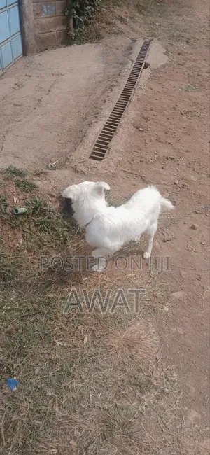 3-6 months Male Mixed Breed Japanese Spitz