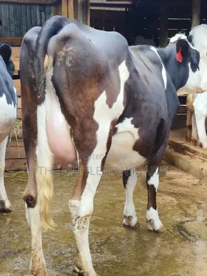 Fleckvie Incalf Heifer