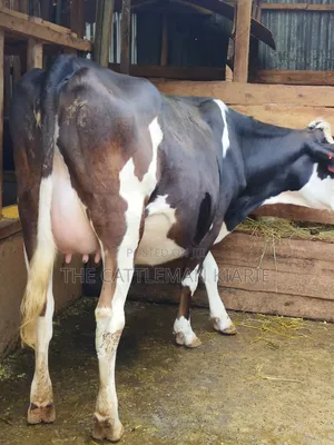 Fleckvie Incalf Heifer