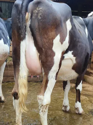Fleckvie Incalf Heifer
