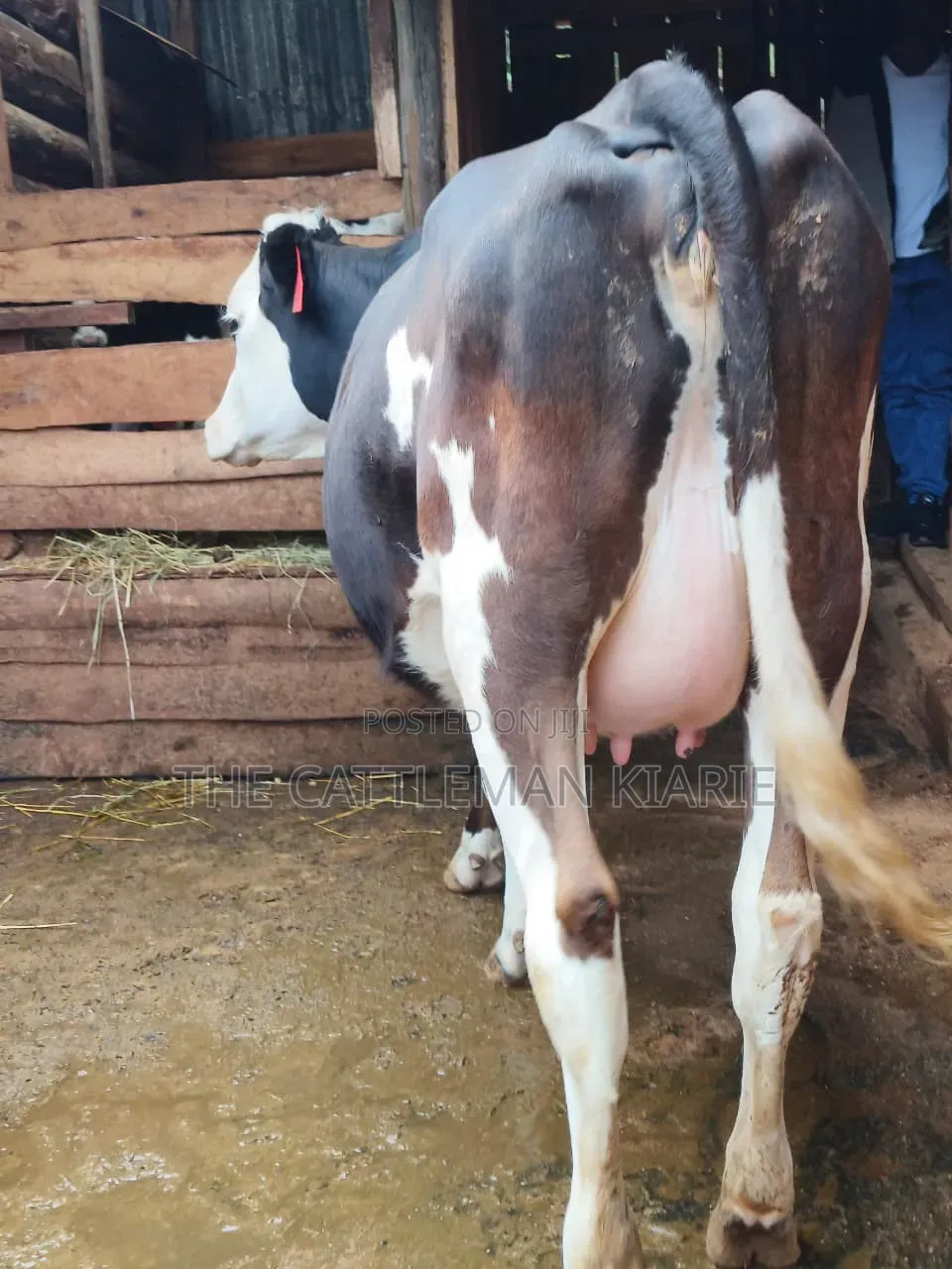 Fleckvie Incalf Heifer