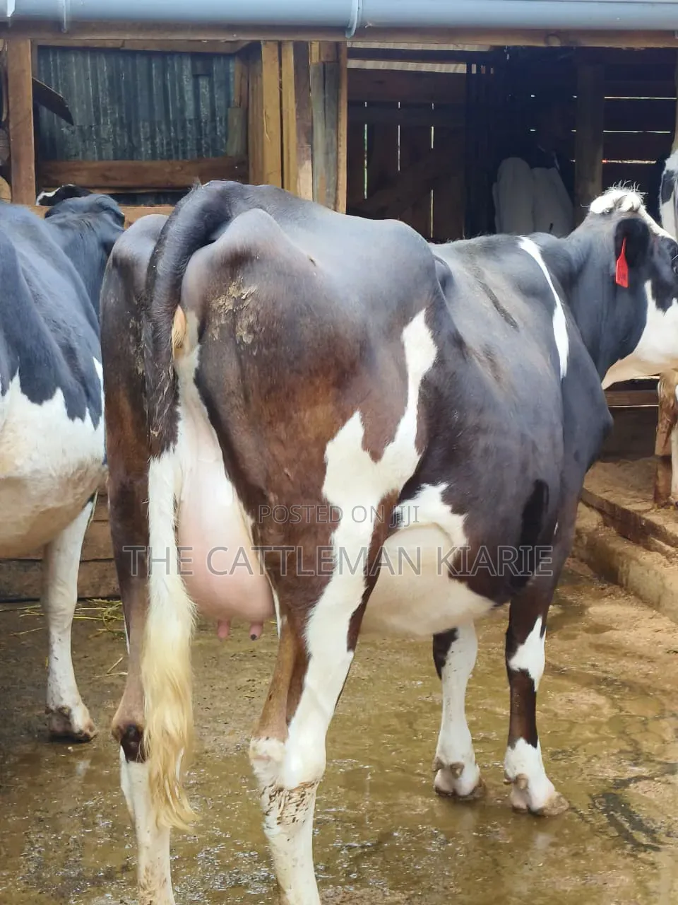 Fleckvie Incalf Heifer