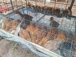 One Half Month Old Improved Kienyenji 350 Each