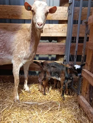 Saanen, Boer Goats