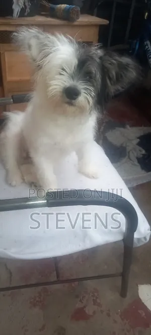 3-6 months Male Purebred Havanese