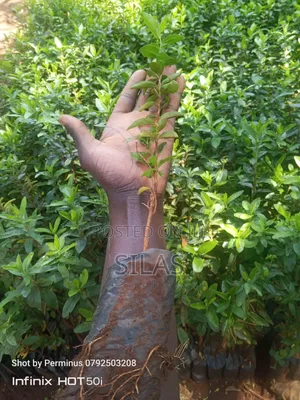 Kei Apple Seedlings Kayaba
