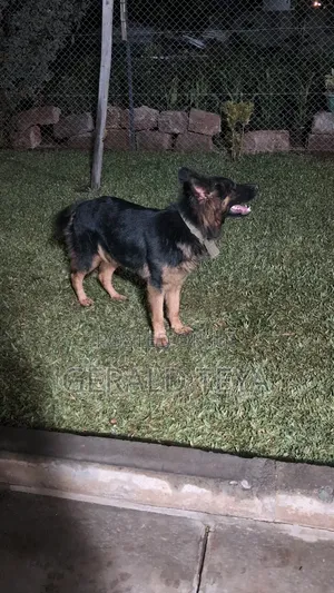 1+ year Female Purebred German Shepherd