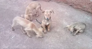 3-6 months Male Mixed Breed Dog