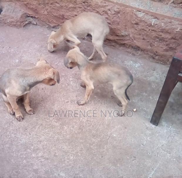 3-6 months Male Mixed Breed Dog - thumbnail 4