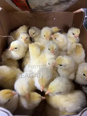 1 Month and Day Old Chicks for Sale