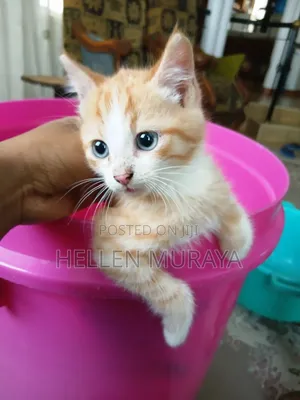 1-3 months Female Purebred American Shorthair