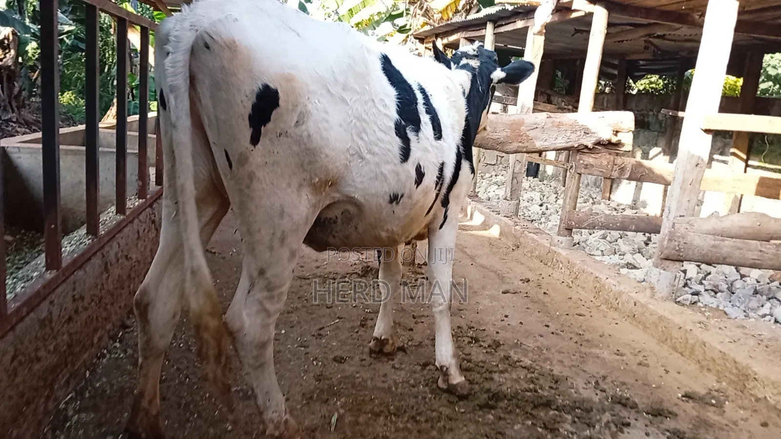 Super Pedigree Heifers