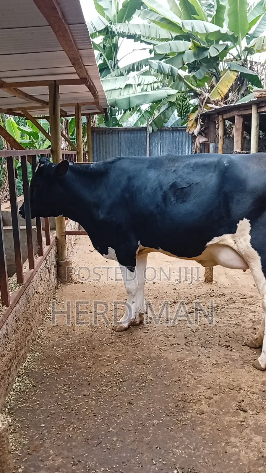 Super Pedigree Heifers
