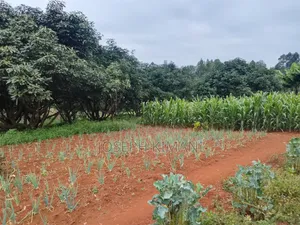 Farm for Sale in Munduro Gatundu South