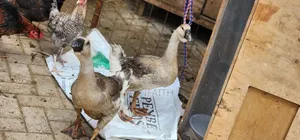 African Geese Upcoming
