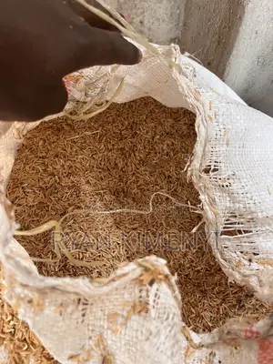 Rice Husk (For Chicken Brooding and Bedding)