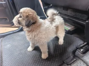 1-3 months Female Purebred Havanese