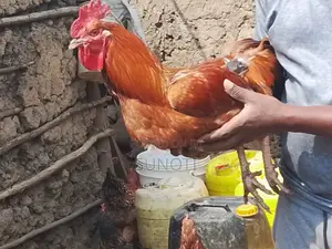 Quality Chicken for Sale