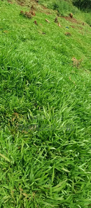 Pemba Grass
