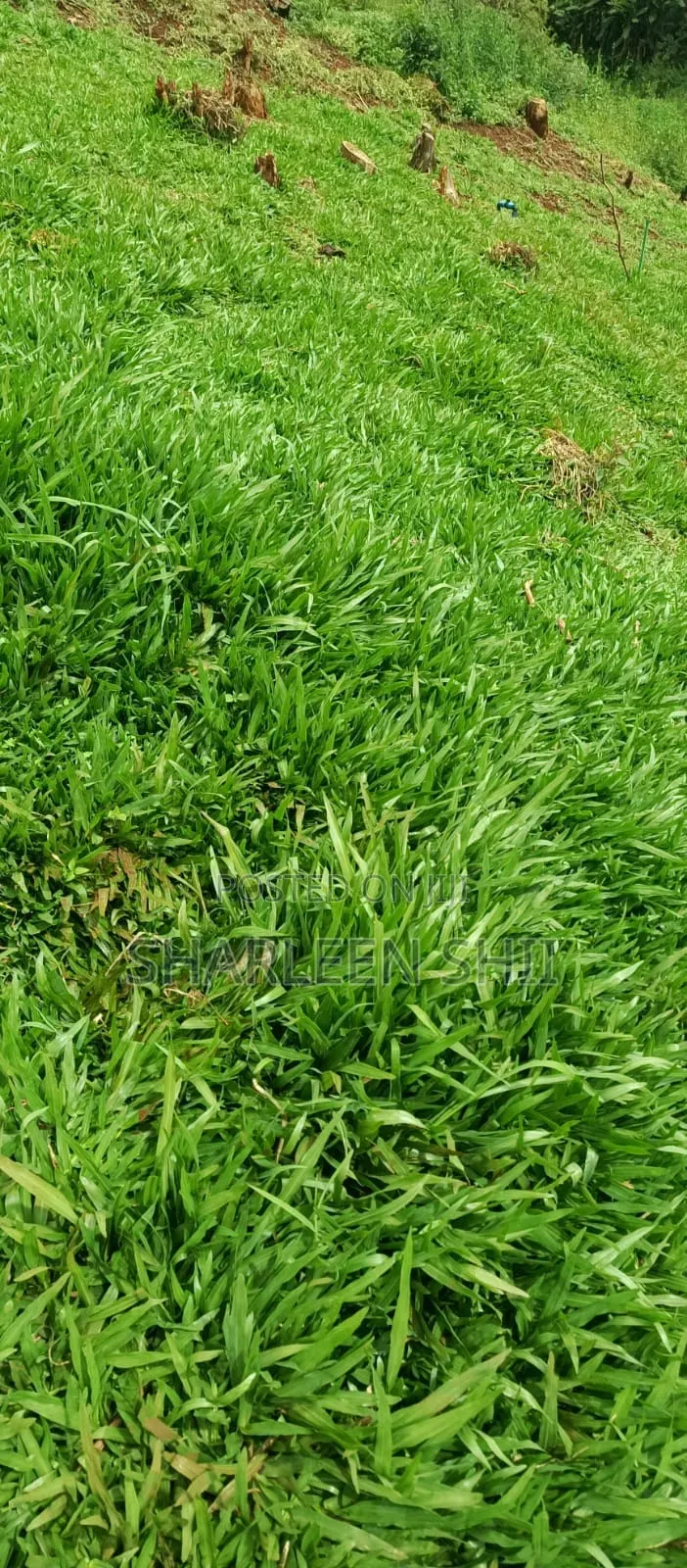 Pemba Grass