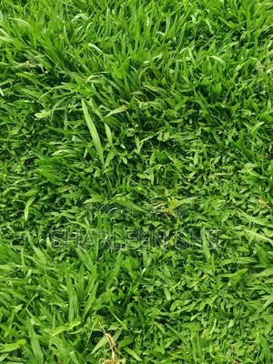 Pemba Grass