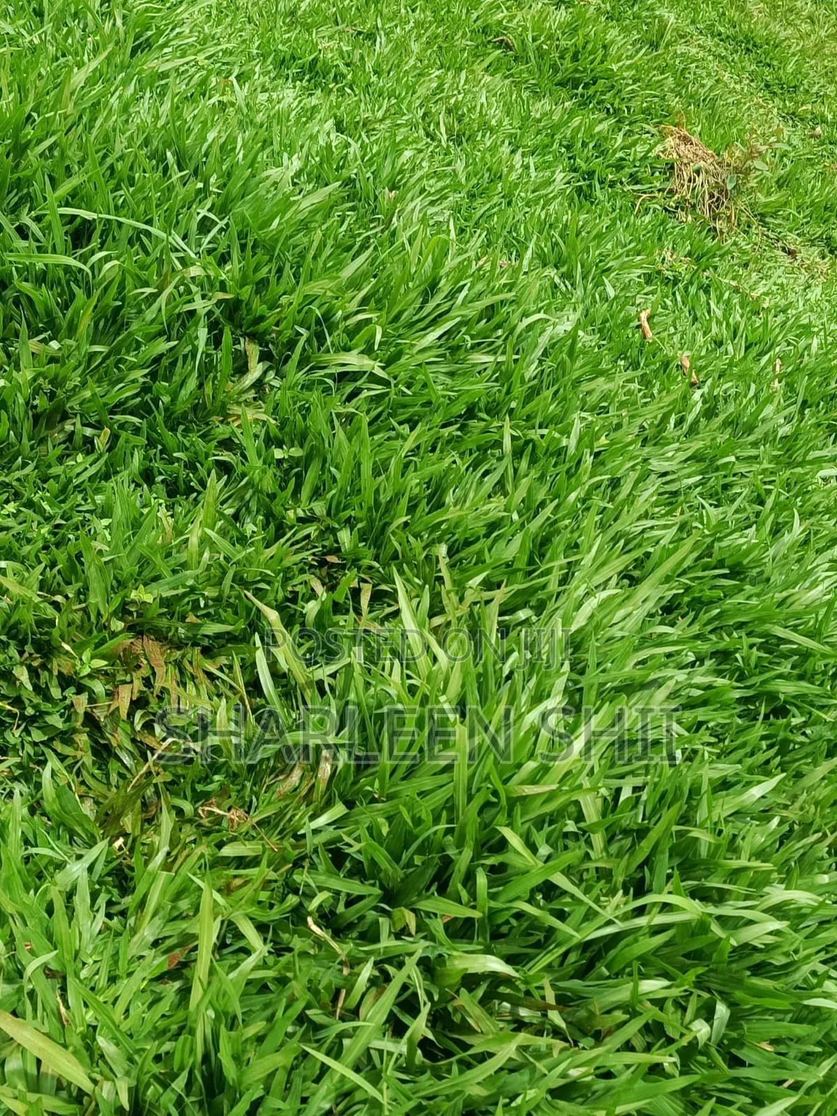Pemba Grass