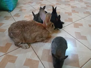 Mother Rabbit With Her 5 One Month Old Bunnies for Sale