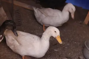Poultry and Poultry Products
