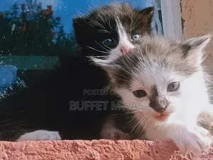 0-1 month Female Purebred Tabby