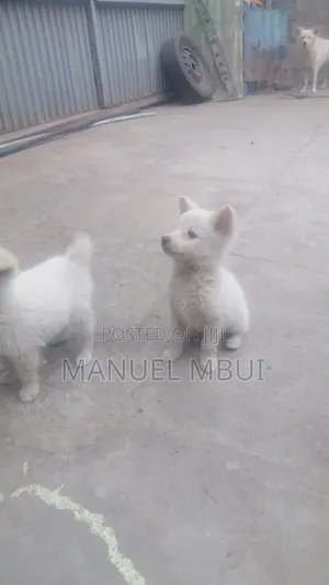 1-3 months Male Mixed Breed Japanese Spitz