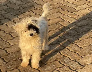 3-6 months Male Mixed Breed Maltese