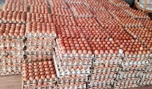 EGGS-farm Fresh