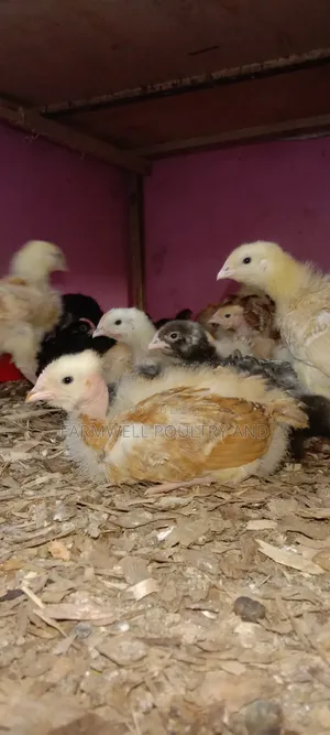 Kenbro F1 Chicks