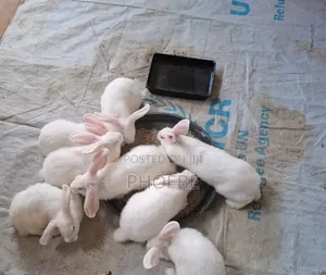 Rabbit 🐇 Newzealand White,chinchilla,california White