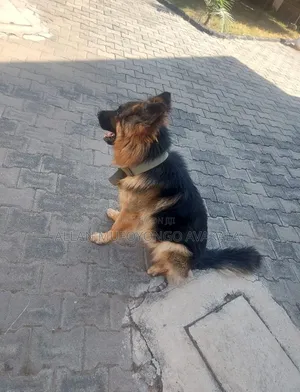 1+ year Male Purebred German Shepherd