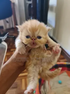 1-3 months Male Purebred Persian