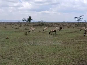 5 Acreas Nanyuki Endana
