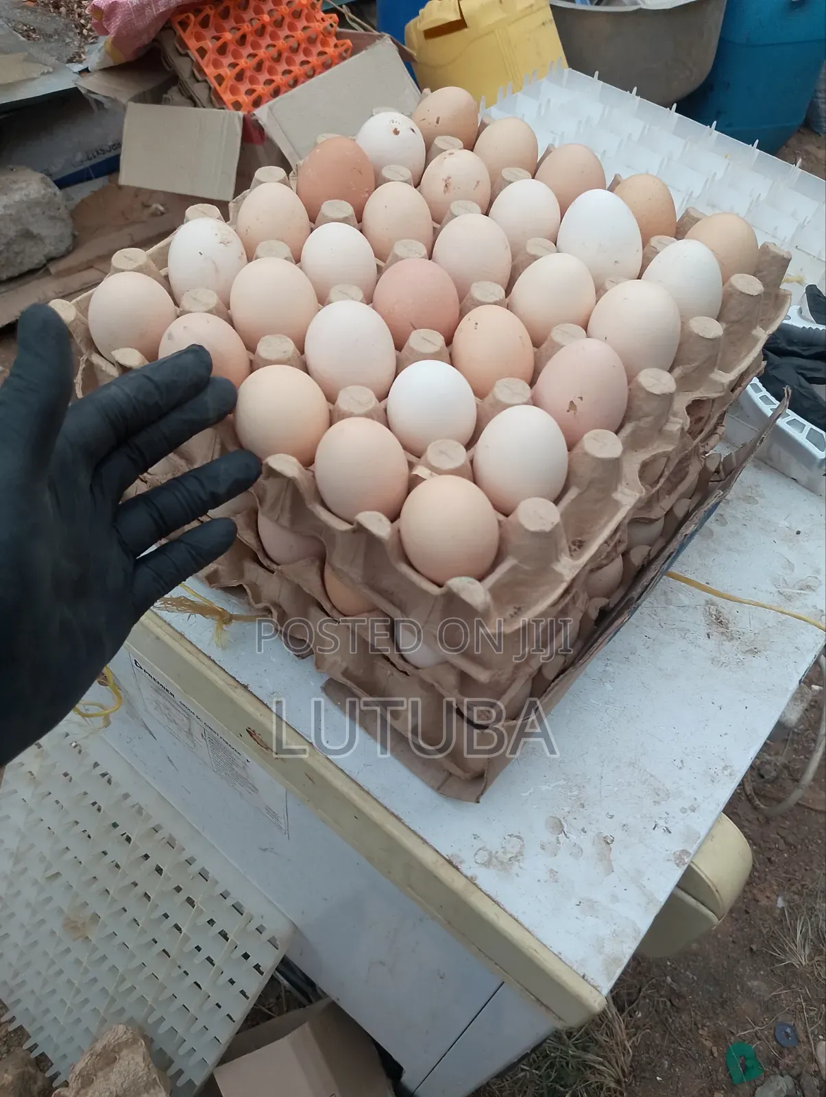 Incubation and Hatching Services