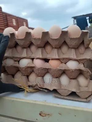 Incubation and Hatching Services